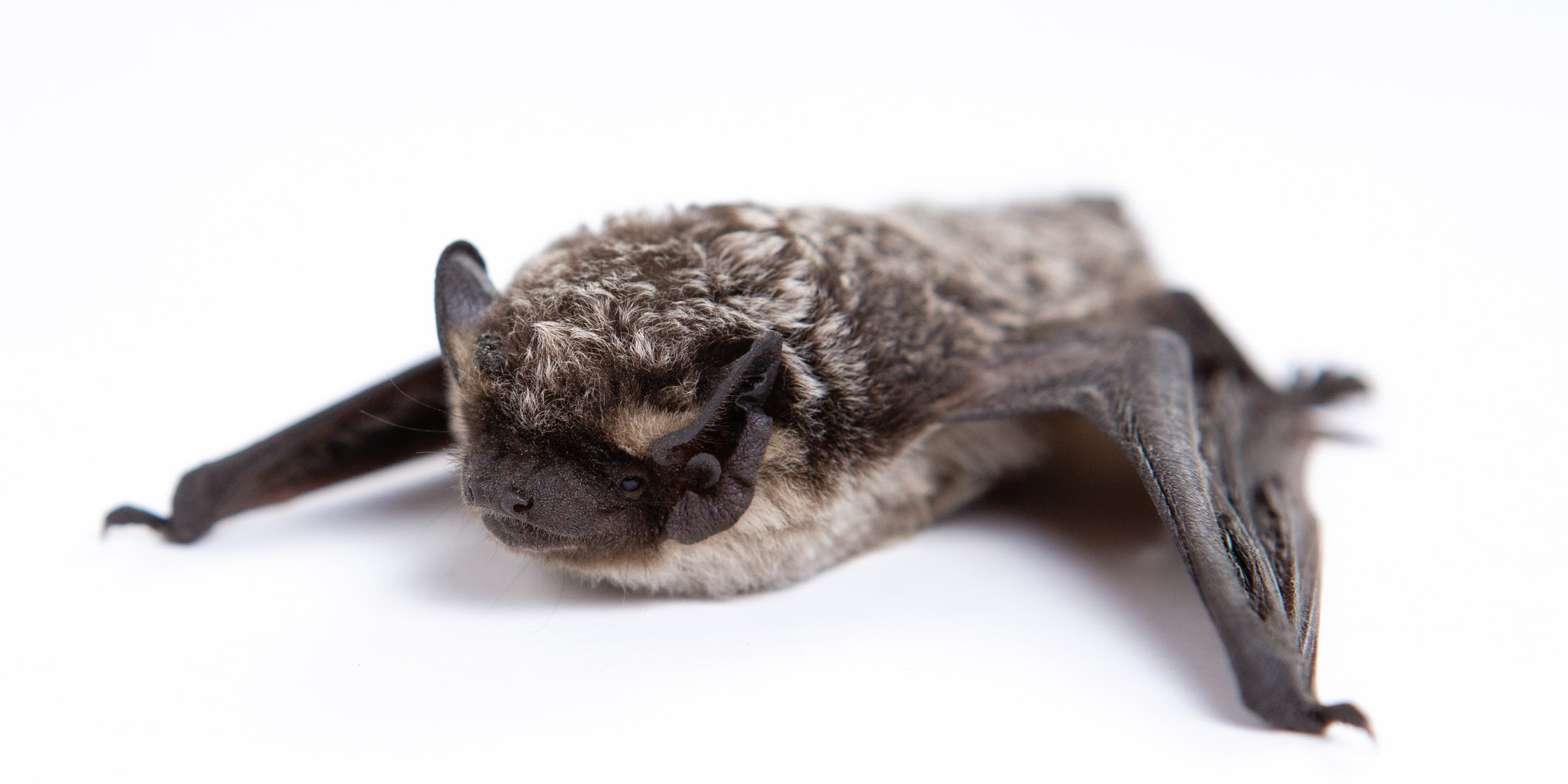 Help save endangered bats this Halloween! ALStrays Animal Welfare