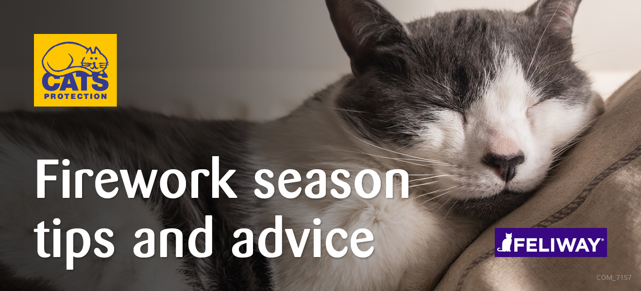 Is your cat scared of fireworks? ALStrays Animal Welfare & Pet Ownership